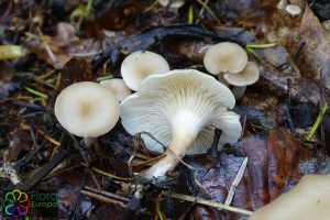 clitocybe clavipes(5) (1000 x 667).jpg_product_product_product_product_product_product